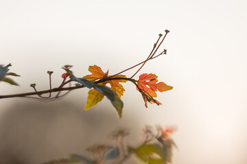 Close up view of orange leaf on a creeper plant in autumn