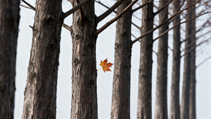 AutumnLeafOnBareTrees