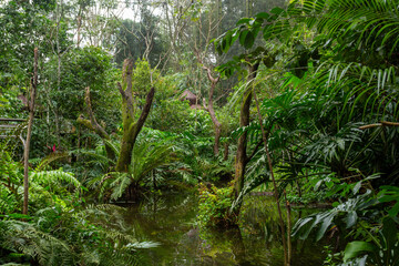 Rich, tropical environment of Parque das Aves, a conservation sanctuary located in the heart of the Atlantic Forest near Foz do Iguazu. Parana Brazil. Brazilian wilderness landscape.