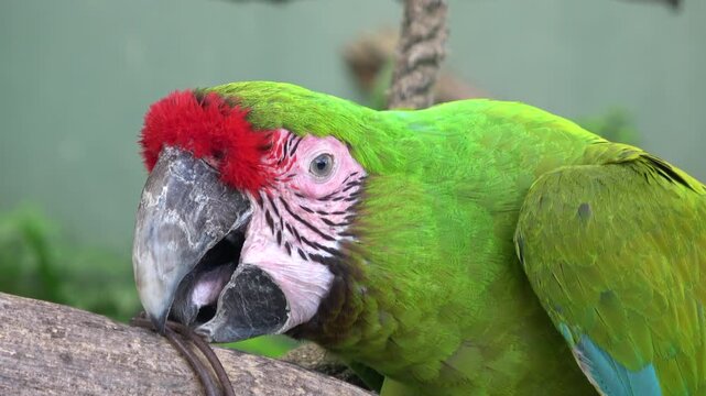 Closeup of Great Green Macaw, Ara Ambiguus Bird. Colorful Parrot. 4K