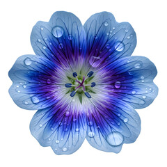 Obraz premium A beautiful macro photograph of a single blue and purple flower covered in fresh water droplets, isolated on a clean white background.