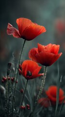 Captivating poppy flowers bask in the twilight, radiating vibrant colors and intricate petal details.