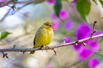 Saffron finch (Sicalis flaveola), tanager from South America, common in open and semi-open areas outside Amazon Basin. Itaiacoca, Ponta Grosa, Parana Brazil. Brazilian wildlife and birdwatching.