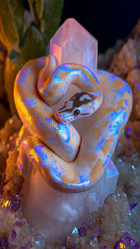 A fantasy serpent wrapped around radiant crystals emitting soft golden and cyan light. The composition symbolizes balance between nature and mystic energy.