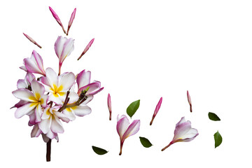 pink flowers frangipani local flora of asia arrangement flat lay postcard style 