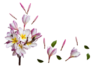 pink flowers frangipani local flora of asia arrangement flat lay postcard style 