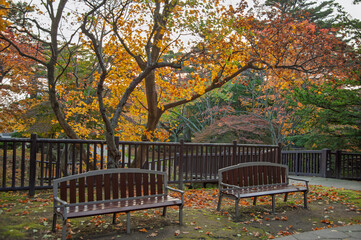 紅葉に包まれた公園のベンチ