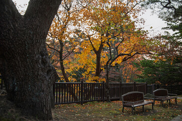 紅葉のある風景