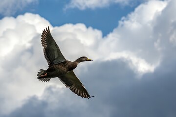 Obraz premium American Black Duck Flying with Realistic Clouds