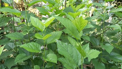 Mulberry plant with fresh green leaves growing lushly in the garden.