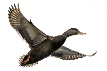 Obraz premium American Black Duck Flying Isolated on White