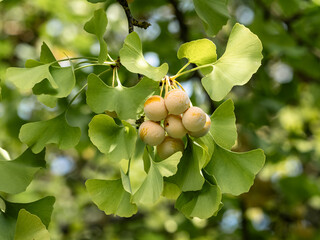 Ginko (Ginkgo Biloba) Ast mit Blättern und Früchten an einem Baum in einem Park
