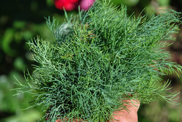 bunch of fresh dill close-up