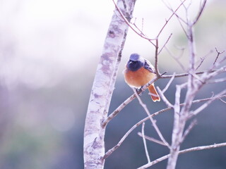 枝に止まるジョウビタキの雄