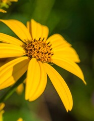 Fototapeta premium Detailed Close-Up of Bright Yellow Wildflower in Sunlight