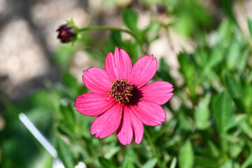 ベニコスモス（チョコレートコスモス）「チェリーチョコレート」 Chocolate Cosmos ’Cherry chocolate’ © maaagram