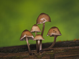 Pilz, fungus