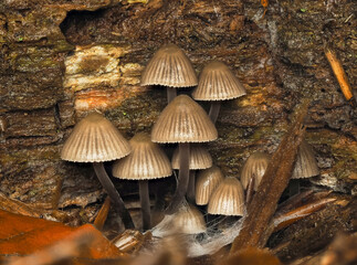 Fototapeta premium Pilz, fungus