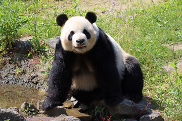 Fototapeta premium Panda in nature by a small stream