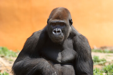 Male gorilla sitting in nature