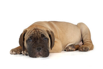 Bullmastiff puppy lying on a white background