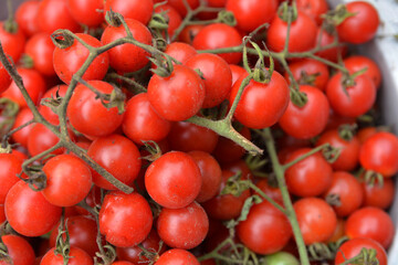 Little red cherry tomatoes nature background.