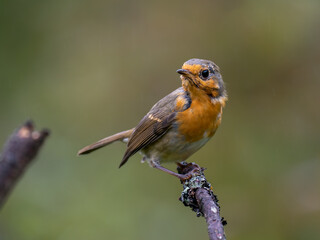 Rotkehlchen, European robin