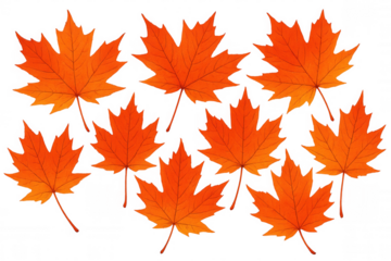 Orange maple leaves depicting fall foliage, showing seasonal colors and natural beauty. Transparent background for easy layering