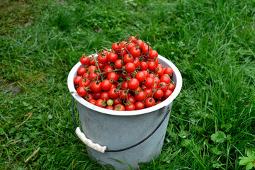 Little red cherry tomatoes nature background.
