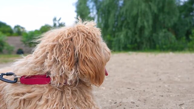 A close portrait of a charming curly brown dog of breed Labradoodle or Cavapoo outdoor on the sand.