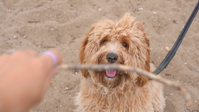 A close portrait of a charming curly brown dog of breed Labradoodle or Cavapoo outdoor on the sand.