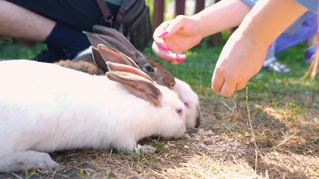 Cute rabbits run in a pen on the farm in the summer