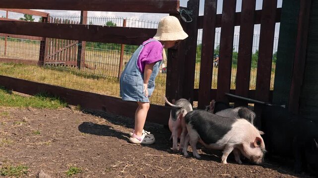 Little child girl on a farm stroking cute minipigs. Samara, Russia - 1 Aug 2025