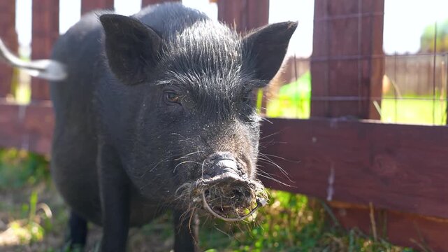 Little pigs, minipigs in a paddock on a farm in summer