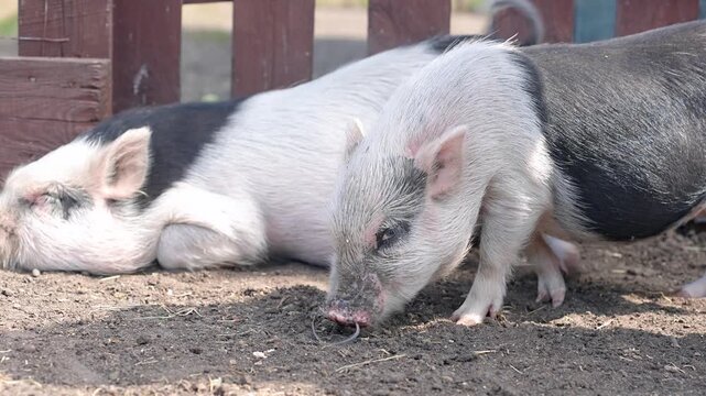 Little pigs, minipigs in a paddock on a farm in summer