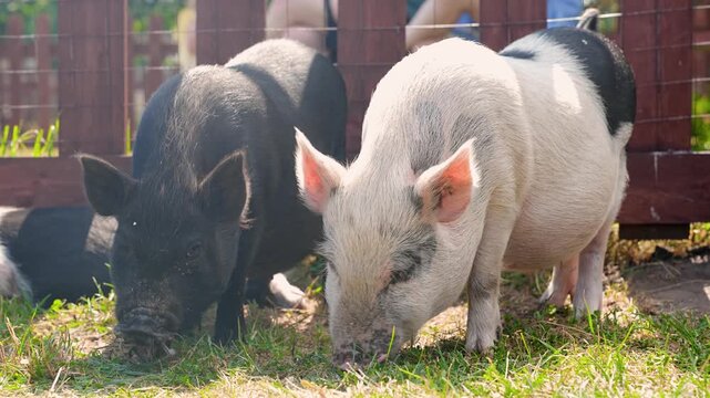 Little pigs, minipigs in a paddock on a farm in summer