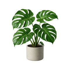 Potted monstera deliciosa houseplant in concrete planter png file