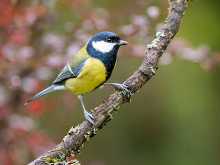 Kohlmeise, Parus major