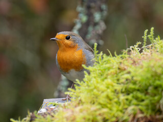 Rotkehlchen, European robin