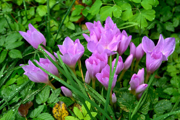 Purple flowers of autumn crocus on the meadow. Colchicum autumnale
