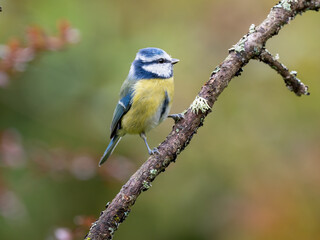 Blaumeise, Cyanistes caeruleus, © Lothar Lenz