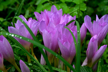 Purple flowers of autumn crocus on the meadow. Colchicum autumnale