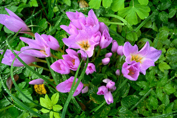 Purple flowers of autumn crocus on the meadow. Colchicum autumnale