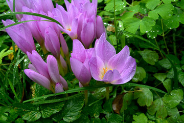 Purple flowers of autumn crocus on the meadow. Colchicum autumnale