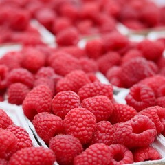 Freshly picked red raspberries filling containers, offering healthy food options and sweet organic produce