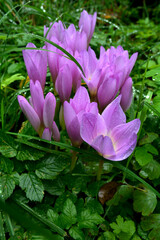 Purple flowers of autumn crocus on the meadow. Colchicum autumnale