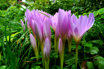 Purple flowers of autumn crocus on the meadow. Colchicum autumnale