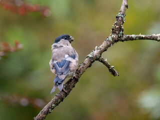 Gimpel, Dompfaff, Eurasian bullfinch