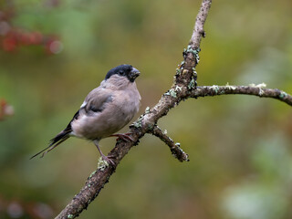 Gimpel, Dompfaff, Eurasian bullfinch