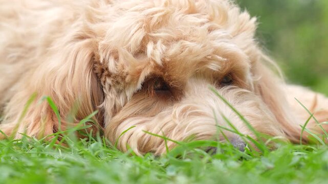 A close portrait of a charming curly brown dog of breed Labradoodle or Cavapoo outdoor sleeping on grass.